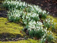 《雪花莲节》观后感摘抄