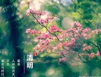 纵然万紫千红，我只取一朵。句子大全