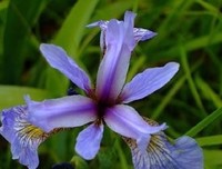 时光深处，花开无声句子大全