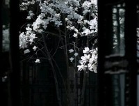 瓜子反了名句欣赏