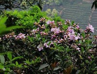陌上花开经典名句