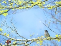 《青慕集》经典语录