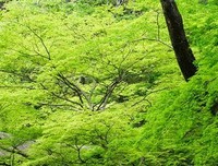 微凉在夏季句子大全
