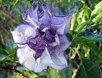 《人参果》影评精选