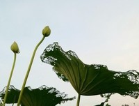 村中的池塘 2、南塘