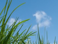 诗三首·轻易成为幸福的俘虏·我愿意是一棵野草·如果