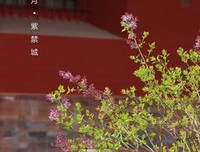 最全的《宫花寂寞红》语录摘抄