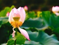 唯思念佛无余事，澄心决定愿生西