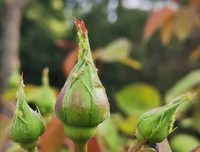心中向阳，处处是光