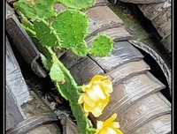 【瓦片上开花的仙人掌】