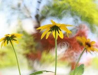  以平常心看世界，花开花谢都是景