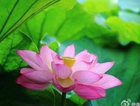 善导大师《归去来偈》解读