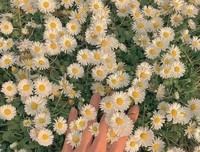 最经典的《玫瑰的故事》小说摘抄