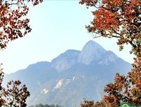 《 东北 虎》的观后感大全