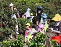走进“荔枝”村，感受乡村风土人情