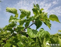乡村振兴政策助力底层群众提升幸福感