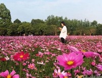 地方文化站点之调研冼太夫人故里文化旅游景区