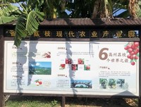 深入了解现代化荔枝产业发展