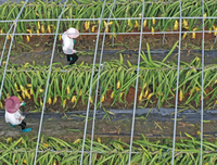 乡村产业振兴之火龙果大丰收