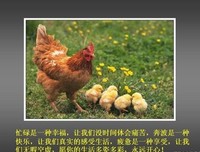 最经典的《我讲个笑话，你可别哭啊》经典句子