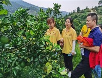 三下乡社会实践之调研红橙