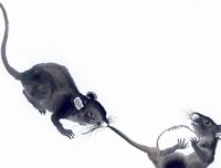 【小说】秃尾巴老鼠