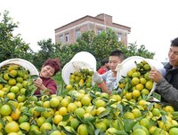 调研廉江红橙的作用