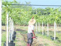 响应国家号召，走进乡村振兴——牛岭村革命老区