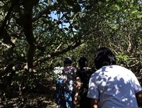 岭南师范学院南药科技志愿社会实践队赴特呈岛调研红树
