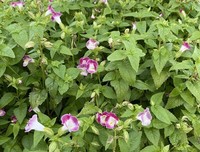 牵牛花