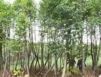 阳江沉香种植产业化，带动乡村振兴和脱贫攻坚
