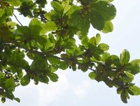岭南师范学院南药科技志愿社会实践队特呈岛考察药材总