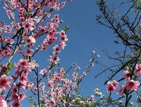 菜园里的爱，代代相传