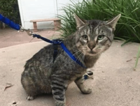 将死的猫咪