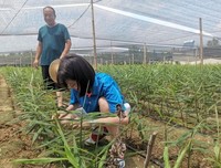 山东学子三下乡：共护生态环境 同助乡村振兴