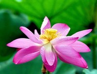  一朵花会为一滴雨露鲜艳妩媚