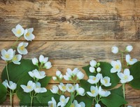 茉莉花