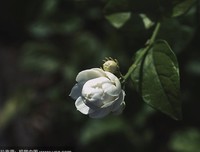 茉莉