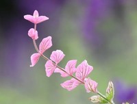 生活，本就是一场烟火