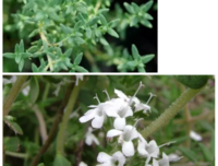 植物精油是什么？