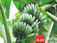 火龙果地里的那些事儿