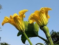 不是每一朵南瓜花都能结出南瓜来
