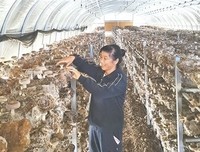 种植“手牵手” 增收“一起走”