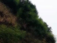 决定拜师学艺