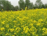 油菜花开