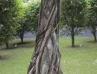 根