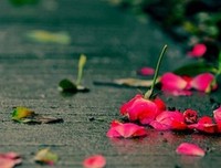 最经典的《浮生若梦》佳句摘抄大全