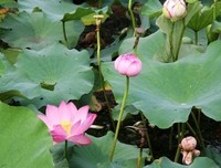 大风刮过名言大全