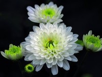 最经典的橘花散里15句经典名言