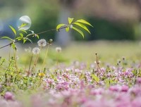  花在春盛开，人与春共情 